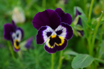 Beautiful flowers with yellow, white and purple colours 