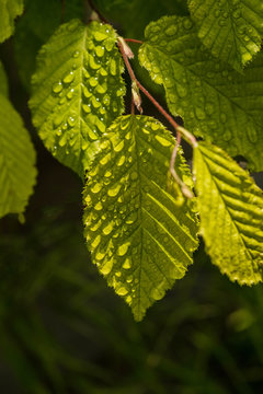 close up of dew drops on a green leaf