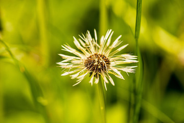 dew drops on the seeds of dandelion