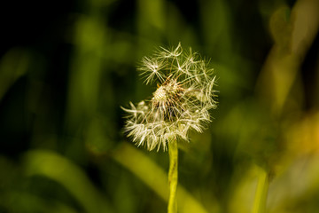 dew drops on the seeds of dandelion
