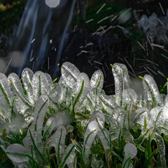 Frozen plants in front of the sun near the small stream in cold sunny spring morning