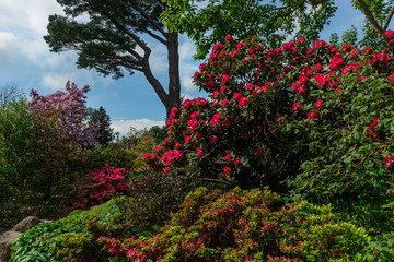 Beautiful Garden with blooming trees during spring time, Wales, UK