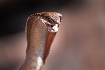 Cape cobra, naja nivea, yellow cobra, south africa,cobra