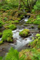 木谷沢渓流　鳥取県 大山中腹の渓流