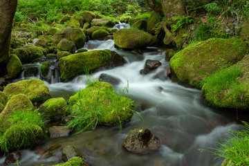 木谷沢渓流　鳥取県 大山中腹の渓流
