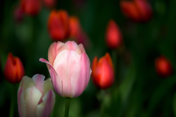 Beautiful white-pink tulip with red blurry flowers around and green background.