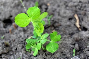  Cultivation of peas. Green sprouts. Fresh new peas in the garden. Sprouted vegetables.  Green sprouted leaves and twigs of peas. Planting peas in May.
