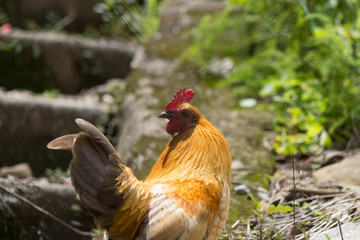 Gallo 