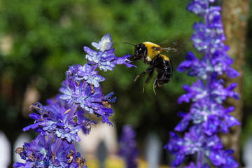 bee on flower