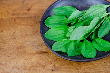 Wildkräuter Heilkräuter Spitzwegerich Mittlerer Wegerich