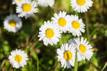 Fototapeta premium Close-up of daisy flowers, environmental background