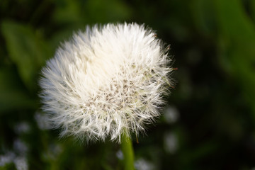 Close-up of a dandelion flower