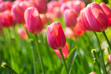 Pink tulip flowers, environmental background