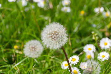 Close-up of a dandelion, environmental background