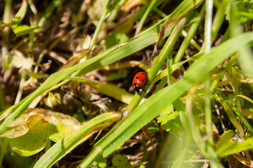 Close-up of a ladybug, environmental background