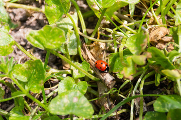 Close-up of a ladybug, environmental background