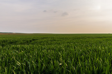 Countryside landscape with tall grass in Northern France