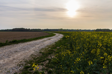 Country lane in Northern France