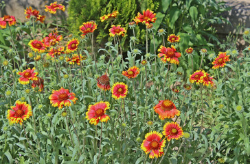 길옆 금계국 꽃