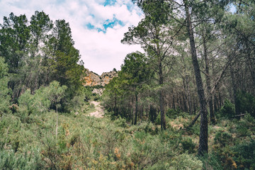 Fototapeta na wymiar Spanish scenery,hills and blue sky. Mediterranean landscape, woods and mountains. Pines.