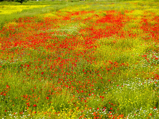 Toscana, campo con fiori di papavero.