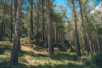 Fototapeta premium Spanish scenery,hills and blue sky. Mediterranean landscape, woods and mountains. Pines.
