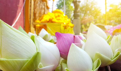 lotus flower background