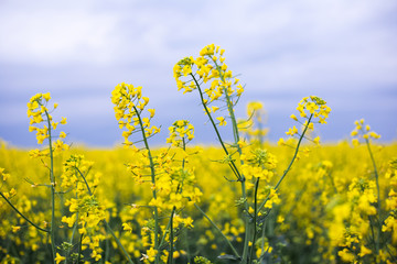 Obraz premium Close-up of rapeseed flower on background of rainy sky