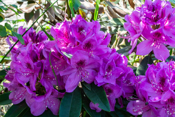 Colorful purple rhododendron in bloom close-up on blury garden background