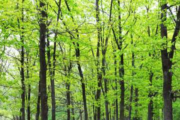 Landscape of green forest tree