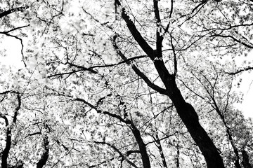 Black and white background of branch tree