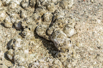 Yellow sea acorns on the stone background, close-up