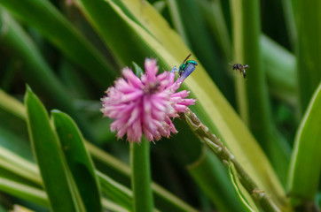 Green hornet and pal