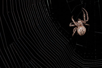 Macro of a spider on a black background