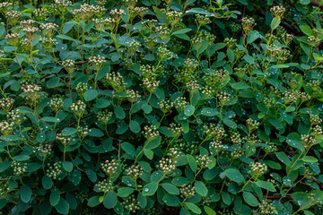 Background with spirea with green small leafs and unblown  flowers