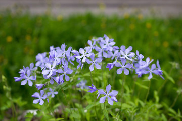 Fototapeta premium Blue beautiful flowers of a plant in the flowerbed - styloid phlox Phlox subulata in the garden of park