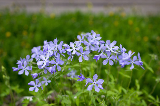Blue beautiful flowers of a plant in the flowerbed - styloid phlox Phlox subulata in the garden of park