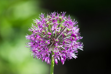 Beautiful flower in natural light 