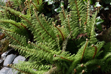 Grannen-Schildfarn, Borstiger Schildfarn (Polystichum setiferum)