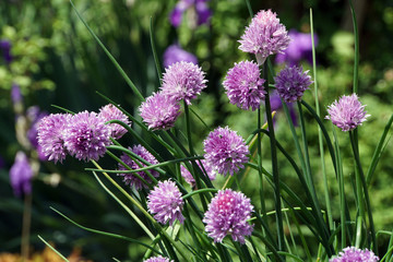 blühender Schnittlauch (Allium schoenoprasum)