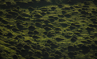 Grassy tussocks in a field.