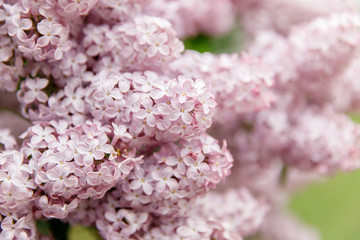 Blooming lilac in the park. Inflorescences of pink lilac on the bush, soft focus. Summer fragrant flowers.