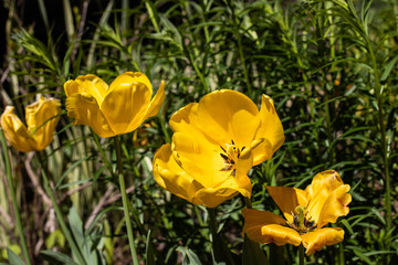 yellow tulips in the garden
