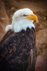 White-head eagle from monkey-park. Tenerife.