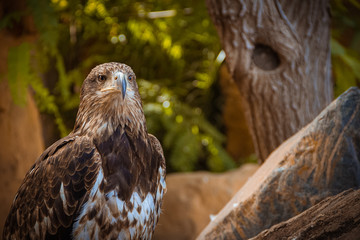 Hawk from monkey-park. Tenerife.