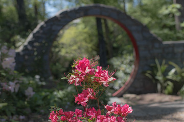 Fototapeta premium flowers in the garden