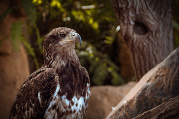 Hawk from monkey-park. Tenerife.