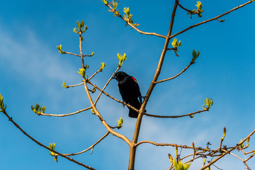 Red-winged blackbird