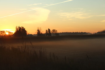 Foggy Meadow Morning