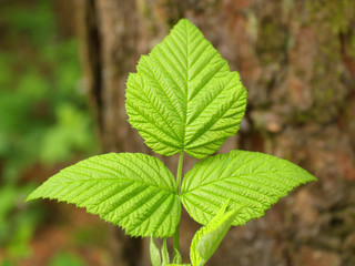 green leaves in spring in the forest